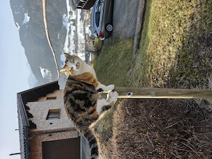 Katze vermisst in 6883 Au Bild 4