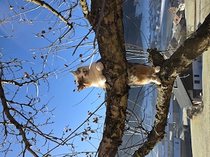 Katze vermisst in 6883 Au Bild 2