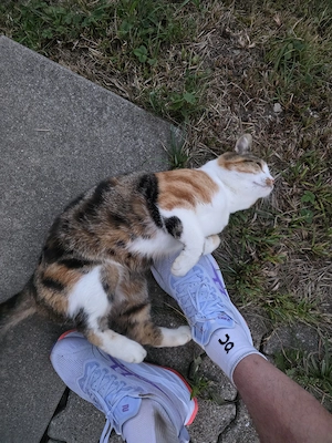 Katze vermisst in 6883 Au Bild 5
