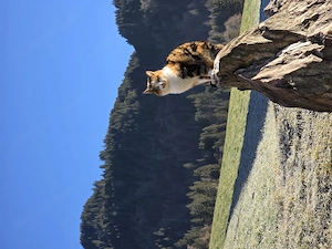 Katze vermisst in 6883 Au Bild 3
