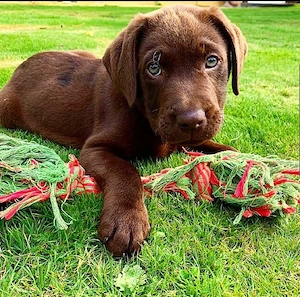 Männliche und weibliche Labrador-Welpen suchen ein liebevolles Zuhause. Bild 2