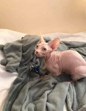 Elegante weibliche Sphynx-Katze sucht liebevolles Zuhause. Bild 2
