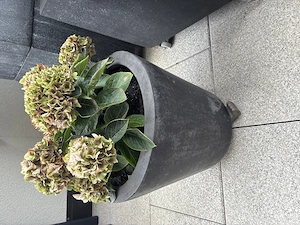 Blumentopf mit Pflanze