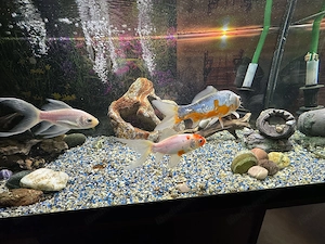 Aquarium, mit drei Goldfischen, Zwei Putzfische und paar Schnecken zum verkaufen. Aquarium 180L Bild 4