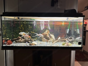 Aquarium, mit drei Goldfischen, Zwei Putzfische und paar Schnecken zum verkaufen. Aquarium 180L Bild 2