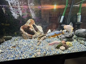 Aquarium, mit drei Goldfischen, Zwei Putzfische und paar Schnecken zum verkaufen. Aquarium 180L Bild 3