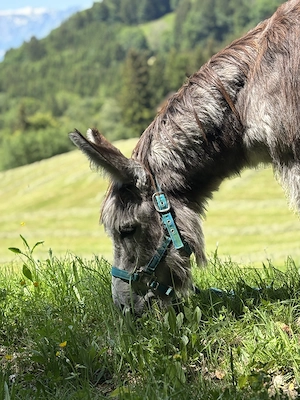  Pflegebeteiligung für unsere drei Esel gesucht Bild 3