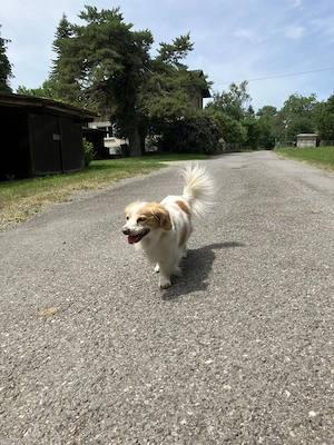 Hunde-Fahrradkorb für Ausflüge Bild 2