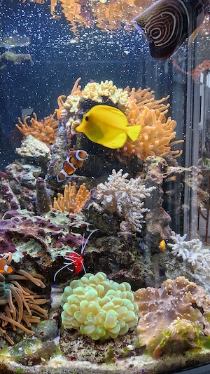 Meerwasseraquarium Bild 5