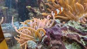 Meerwasseraquarium Bild 2