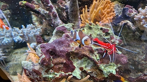 Meerwasseraquarium Bild 3