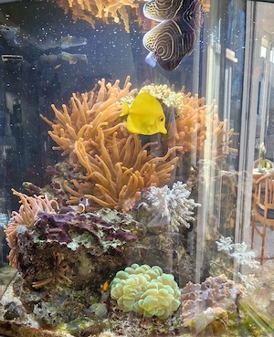 Meerwasseraquarium Bild 4