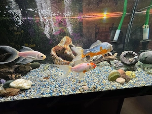 Aquarium mit Fischen und Zubehör Bild 2