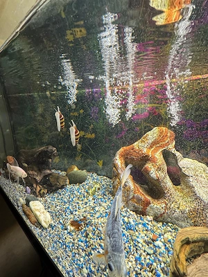 Aquarium mit Fischen und Zubehör Bild 5