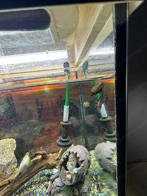 Aquarium mit Fischen und Zubehör Bild 4