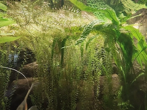 Verkaufe Aquarium Wasserpflanzen. Bild 2