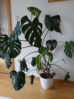 Monstera groß Bild 3