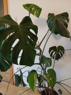 Monstera groß Bild 2