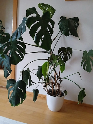 Monstera groß Bild 4