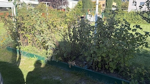 1 Gartenbeet 6Meterx 80cm zum Selbstabbau Bild 2