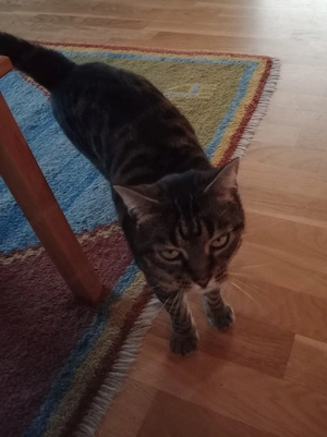 Katze verlaufen ! Bild 2