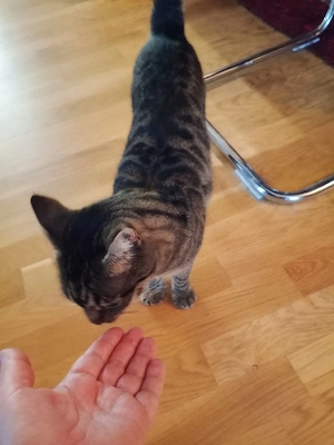 Katze verlaufen ! Bild 3