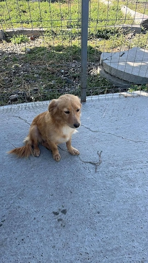 Nala - eine fröhliche Schmuserin Bild 3