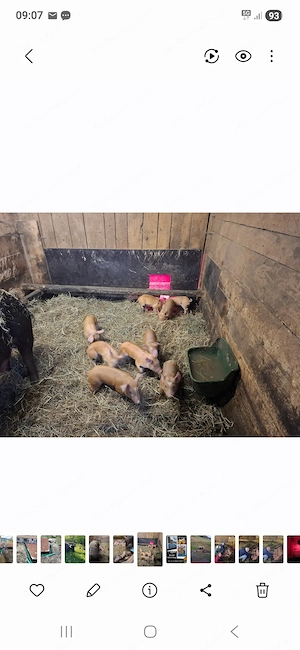 Ferkel zu verkaufen  reine Duroc 