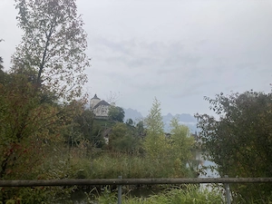 Brennholz zum Heizen o Grillen Bild 5