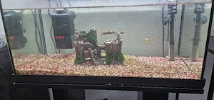 Aquarium mit Fische