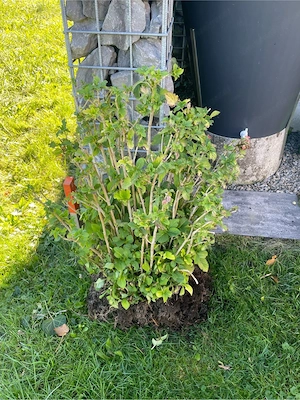 Hortensie  Bild 2