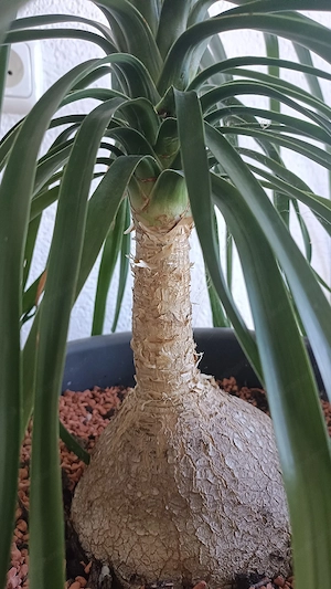 Beaucarnea (Elefantenfuss) Bild 2