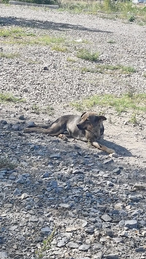 Benni - eine Kämpfernatur auf 3 Beinen Bild 5