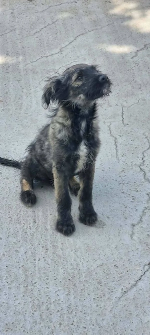 Kiki - eine Streicheleinheiten Genieserin Bild 2