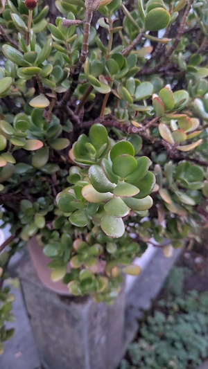 Geldbaum Pfennigbaum Jadebaum Bild 2