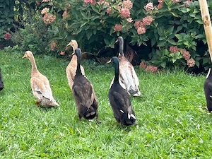 Laufenten und Erpel zu verkaufen Bild 4