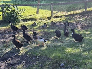 Enten zu vergeben Bild 3