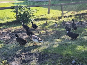 Enten zu vergeben Bild 2