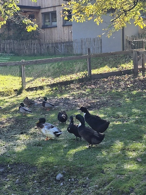 Enten zu vergeben Bild 4