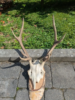 Geweih zu verkaufen 