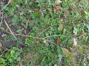 Aronia Pflanze 