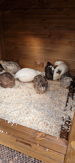 Kleintierstall mit Hochbeet und 6 Wachtel  Bild 5