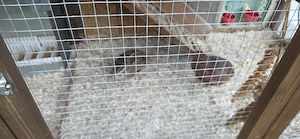 Kleintierstall mit Hochbeet und 6 Wachtel  Bild 4