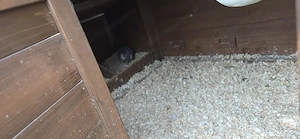 Kleintierstall mit Hochbeet und 6 Wachtel  Bild 2