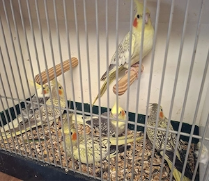 Nymphensittiche