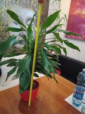 Zimmerpflanzen Drachenbaum  Bild 3