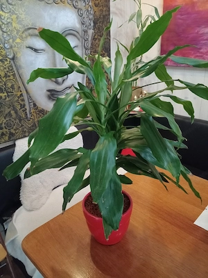 Zimmerpflanzen Drachenbaum  Bild 2