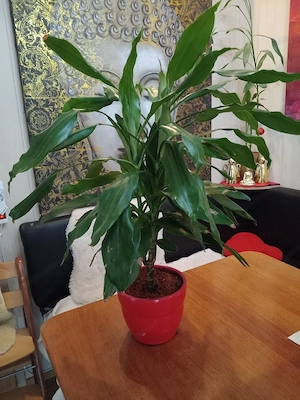 Zimmerpflanzen Drachenbaum  Bild 4