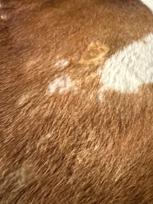 Teppich Kuhfell von Ikea in drei Farben Bild 4