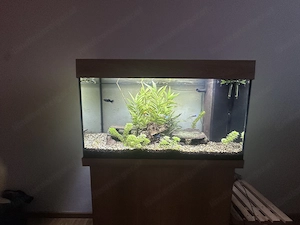 Aquarium Fische - Buntbärsche, Zierfische,  Wels,  Bild 4